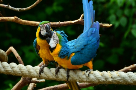 Two Parrots - parrots, birds, animal, ara, couple