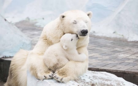 Sweet kiss - paw, cub, iarna, winter, polar bear, mother, white, kiss, animal, cute