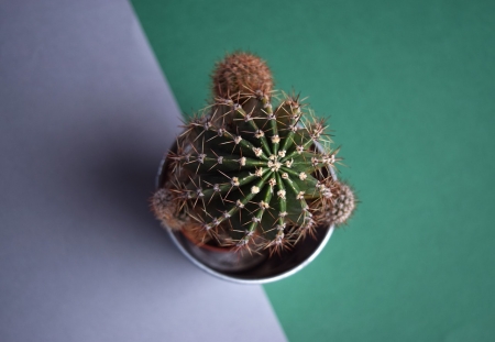 Cactus - white, cactus, nature, thornes, green, plant