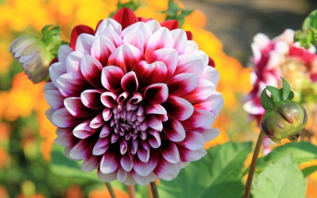 Summer Beauty - nature, dahlia, flowering, summer, flowers