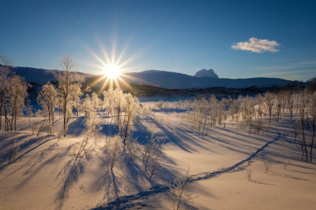 Winter Sunrise - trees, winter, nature, snow, sunrise, sun