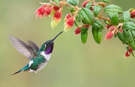 Hummingbird - colibri, green, cute, pasare, hummingbird, flower, pink