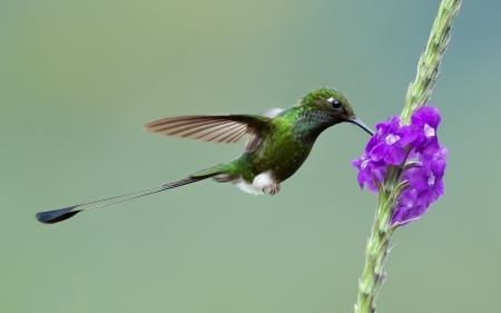 Hummingbird - flower, purple, hummingbird, pink, cute, bird, colibri, pasare, green