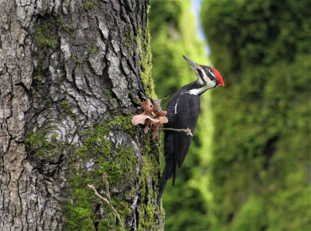 Pileated Woodpecker - bird, pileated woodpecker, colorful, nature, forest, woodpecker