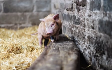 Pig - hay, animals, pig, piglet, barn