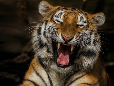 Roaring Tiger - animal, funny, tooth, canine, fangs, wiskers, tiger