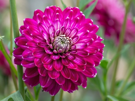 Beautiful Dahlia - petals, nature, dahlia, garden