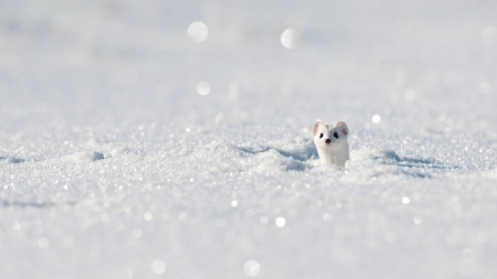 Ermine - iarna, winter, white, glitter, snow, jura, animal, ermine, hermina