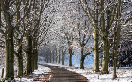 Winter Alley - trees, alley, winter, avenue, road