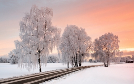 Winter Road - trees, snow, winter, birches, road