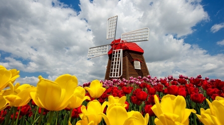 Windmill Near Tulips Field - clouds, tulips, nature, spring, field, windmill, sky