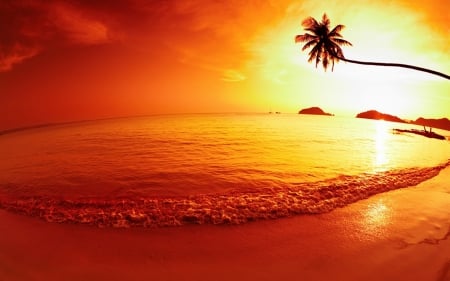 Amazing Golden Beach - nature, ocean, beach, golden, sunset, palm, sand, sea