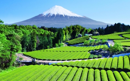 Mount Fuji,Japan - nature, trees, mountain, forest, snow, fuji, field