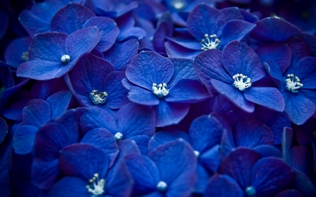 blue flowers - flower, plant, petal, blue