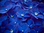 blue flowers