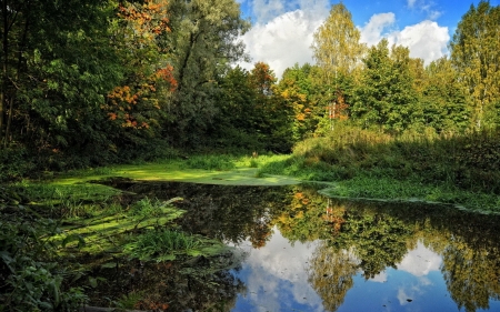 forest creek - grass, forest, tree, creek