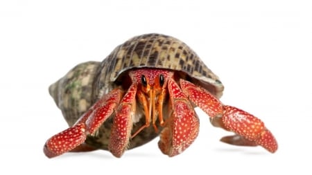 hermit crab - shell, animal, crab, hermit