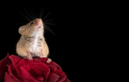 Harvest mouse - trandafir, harvest mouse, flower, black, rodent, animal, red, linda martin, rose, cute, soricel