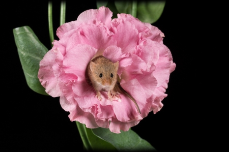 Harvest mouse - harvest mouse, flower, pink, black, rodent, animal, linda martin, rose, cute, soricel