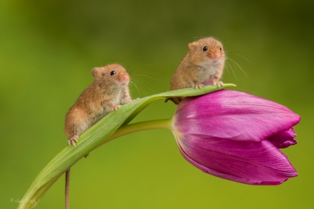 Harvest mice - harvest mouse, spring, flower, tulip, rodent, animal, green, linda martin, cute, couple, soricel