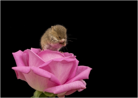 Harvest mouse - soricel, flower, animal, rose, pink, cute, black, rodent, harvest mouse, linda martin, trandafir