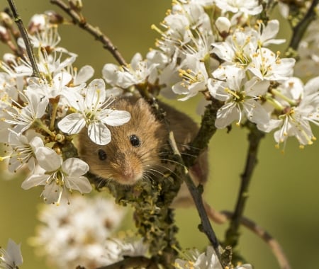 Harvest mouse - blossom, harvest, mouse, spring, flower, white, animal, cute, soricel