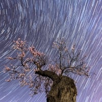 Almond dreams by Eva Winter