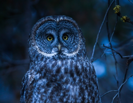 Owl - blue, bufnita, owl, ken shultz, pasare, bird