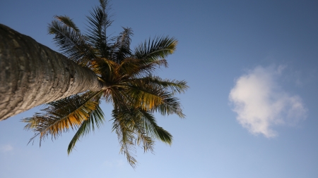 Palm Tree - skies, trees, nature, palm tree