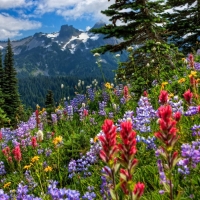Mount Rainier National Park