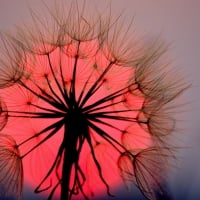 Dandelion Sunset