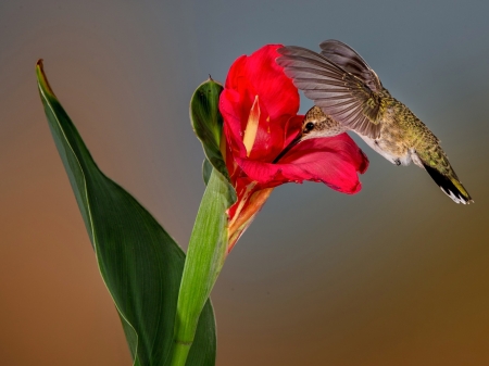 Hummingbird - bird, animal, wings, hummingbird, flower