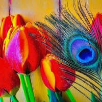 âœ¿âŠ±â€¢â•®Tulips & Featherâ•­â€¢âŠ°âœ¿