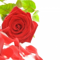 Rose on White  Background