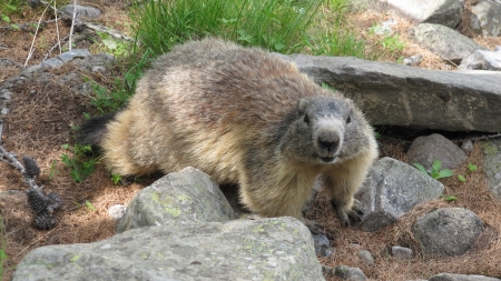 Foraging - blades of grass, brown, pinecones, Pux Phil, fur, soil, 3840x2160, grey, Groundhog, gray, foraging, cute, rocks