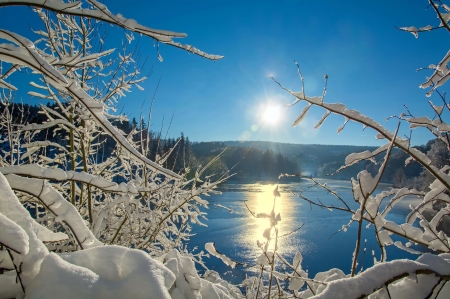 Winter Lake - trees, branches, winter, water, snow, lake, sun