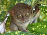 philippines tarsier