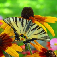 Butterfly on Flowers