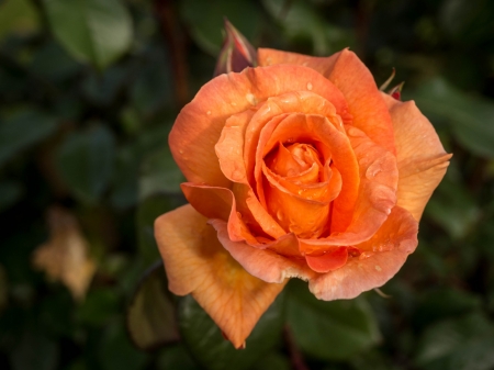 Orange Rose - nature, macro, petals, orange, flowers, bud