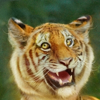 Happy tiger