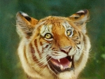 Happy tiger