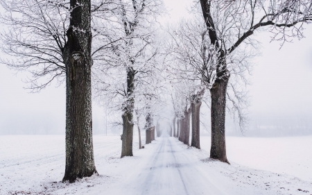 Winter Alley - trees, avenue, winter, alley, road, snow