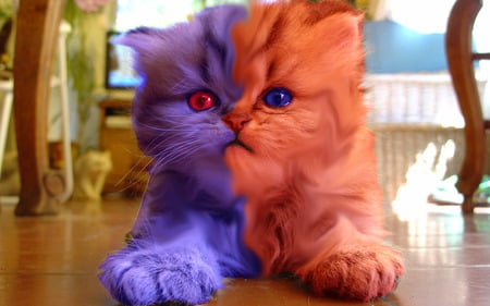 monster_cat - monster, eyes, eye, cool, cat