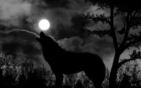 night wolf - night, wolf