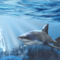 great white