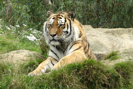 Tiger resting - tiger, cat, animals