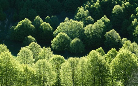 National park - fields, forest, landscape, trees