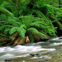 FOREST STREAM