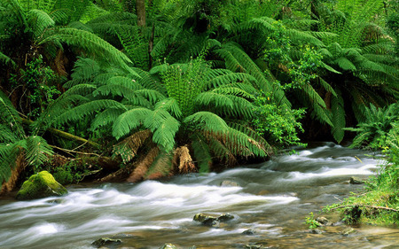 FOREST STREAM - stream, nature, forest