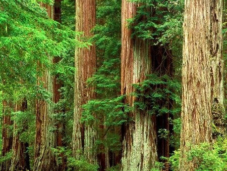 Forces of nature - forest, landscape